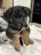 German Shepherd Puppies for sale in Omaha, TX 75571, USA. price: NA