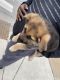 German Shepherd Puppies for sale in Chicago, IL 60620, USA. price: $900
