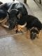 German Shepherd Puppies for sale in Indianapolis, IN 46227, USA. price: $450