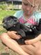 German Shepherd Puppies for sale in Travelers Rest, SC 29690, USA. price: $800