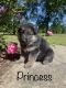 German Shepherd Puppies for sale in Lufkin, TX, USA. price: $700