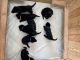 German Shepherd Puppies for sale in Nicholasville, KY 40356, USA. price: NA