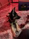 German Shepherd Puppies for sale in Dayton, OH, USA. price: NA