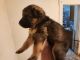 German Shepherd Puppies for sale in Brooklyn Park, MD, USA. price: $1,000
