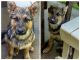 German Shepherd Puppies for sale in Denison, TX 75020, USA. price: $300