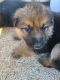 German Shepherd Puppies for sale in New Sharon, IA 50207, USA. price: $550
