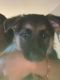 German Shepherd Puppies for sale in Phoenix, AZ 85014, USA. price: $850