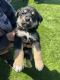 German Shepherd Puppies for sale in Pittsburg, CA, USA. price: $300