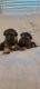German Shepherd Puppies for sale in Joshua, TX, USA. price: $350