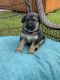 German Shepherd Puppies for sale in Killeen, TX, USA. price: $500