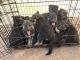 German Shepherd Puppies for sale in Kingfisher, OK 73750, USA. price: $450