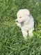 German Shepherd Puppies for sale in Dumfries, VA, USA. price: $850