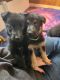 German Shepherd Puppies for sale in Munith, MI 49259, USA. price: NA