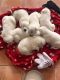 German Shepherd Puppies for sale in Glen Burnie, MD, USA. price: NA