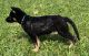 German Shepherd Puppies for sale in Oliver Springs, TN, USA. price: NA