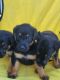 German Shepherd Puppies for sale in Antioch, CA, USA. price: $8,500