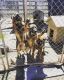 German Shepherd Puppies for sale in Murrieta, CA, USA. price: $500