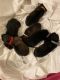 German Shepherd Puppies for sale in Greenfield, OH 45123, USA. price: NA