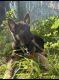 German Shepherd Puppies for sale in Long Beach, CA, USA. price: NA