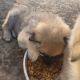 German Shepherd Puppies for sale in Mt Calm, TX 76673, USA. price: $250