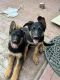 German Shepherd Puppies for sale in Fontana, CA, USA. price: NA