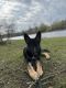 German Shepherd Puppies for sale in Watertown, NY 13601, USA. price: $800