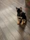 German Shepherd Puppies for sale in Pembroke Pines, FL, USA. price: $1,500