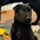 German Shepherd Puppies for sale in Kernersville, NC 27284, USA. price: $1,000