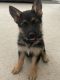 German Shepherd Puppies for sale in Pueblo, CO 81008, USA. price: NA
