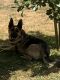 German Shepherd Puppies for sale in Roy, WA 98580, USA. price: NA