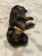 German Shepherd Puppies for sale in Newark, DE, USA. price: $900