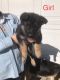 German Shepherd Puppies for sale in Campton, KY 41301, USA. price: $200