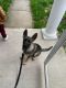 German Shepherd Puppies for sale in Lafayette, IN, USA. price: $250