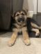 German Shepherd Puppies for sale in Pueblo, CO 81008, USA. price: NA