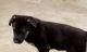 German Shepherd Puppies for sale in 131 Red Fox Ln, Madison, MS 39110, USA. price: $1,000