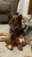 German Shepherd Puppies for sale in Monticello, MN, USA. price: $400