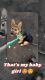 German Shepherd Puppies for sale in Phoenix, AZ 85007, USA. price: NA
