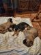 German Shepherd Puppies for sale in Hedgesville, WV, USA. price: $600