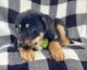 German Shepherd Puppies for sale in Miami, FL, USA. price: $800