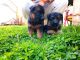 German Shepherd Puppies for sale in Miami, FL, USA. price: $900