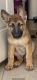 German Shepherd Puppies for sale in Washington, DC, USA. price: $800