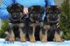 German Shepherd Puppies for sale in Miami, FL, USA. price: $700