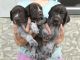 German Shepherd Puppies for sale in Miami, FL, USA. price: $700