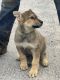 German Shepherd Puppies for sale in Clear Spring, MD 21722, USA. price: $875