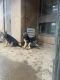 German Shepherd Puppies for sale in San Marcos, CA, USA. price: $300