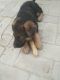 German Shepherd Puppies for sale in Fatehabad, Haryana 125050, India. price: 15000 INR