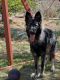 German Shepherd Puppies for sale in Edgewood, NM 87015, USA. price: NA