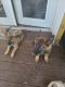 German Shepherd Puppies for sale in 5029 S Cape Henry Ave, Norfolk, VA 23502, USA. price: $750