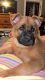 German Shepherd Puppies for sale in Waterbury, CT 06710, USA. price: $600