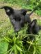 German Shepherd Puppies for sale in 3104 Rush Ave, Charlotte, NC 28208, USA. price: $550
